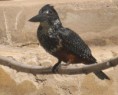 /album/photogallery/great-kingfisher-marakissa-jpg/